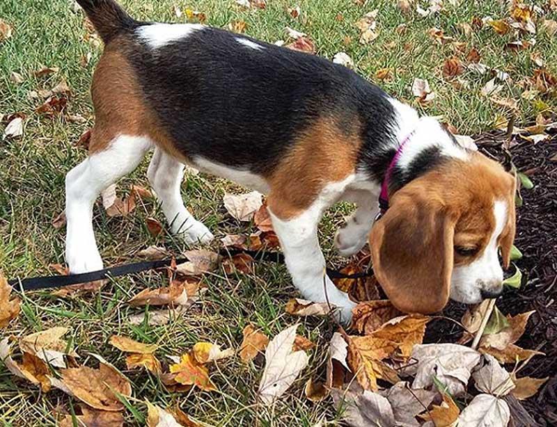 beagle-sniff-hero