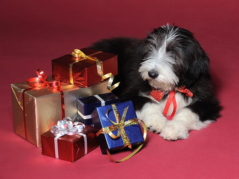 doglover-gifts-header