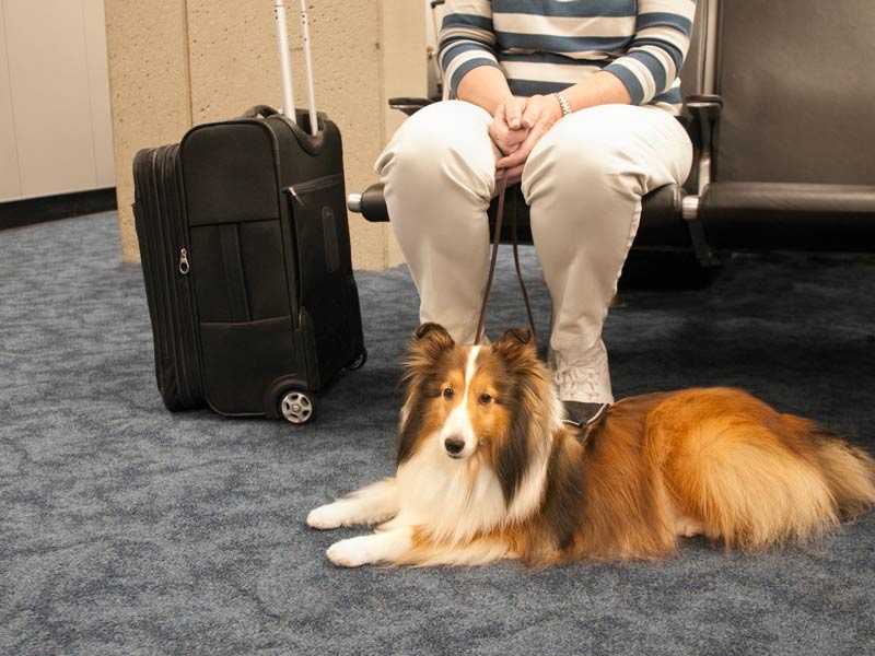 dog and owner flying on a plane together