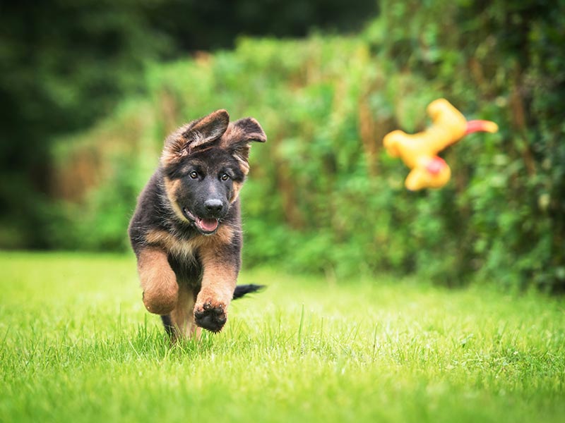 puppy-exercise-header
